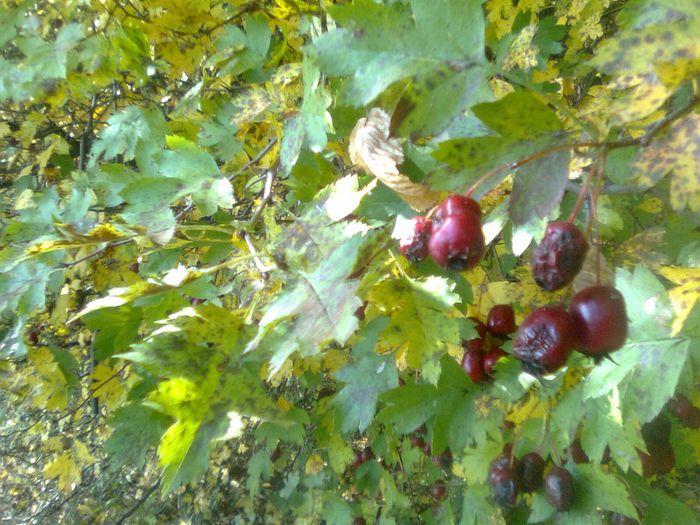 Fructe de paducel - Recunoasterea arborilor dupa fructe