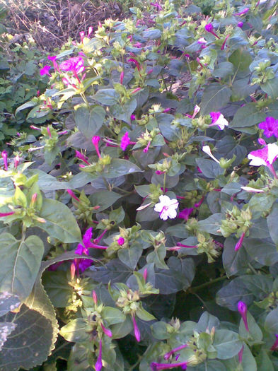 Imag049