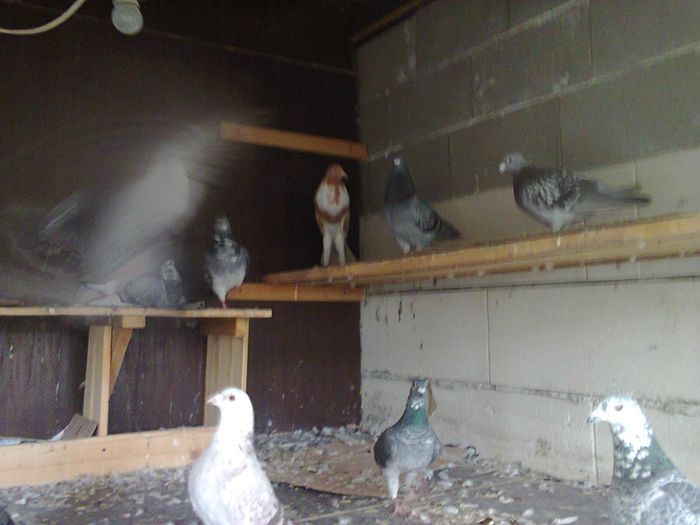 Fotografie0268; cam mizierie insa avem o scuza naparlim
