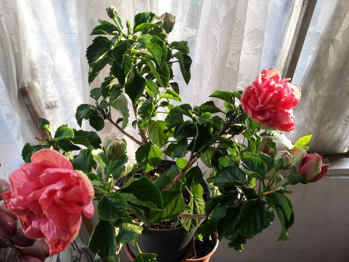 planta zaragoza - plantele mele