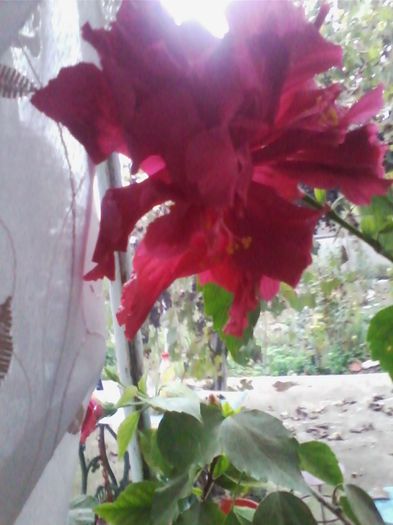 ciclam batut - hibiscusi 2013