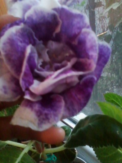 Multumesc Merylou - gloxinia 2013