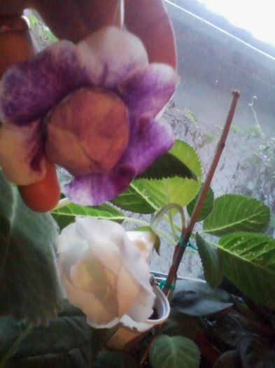 Picture 844 - gloxinia 2013