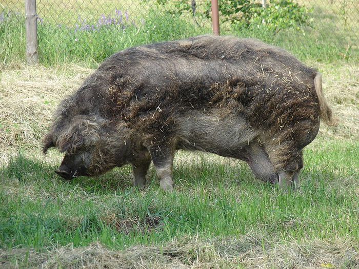 800px-Mangalitsa - Porci MANGALITA