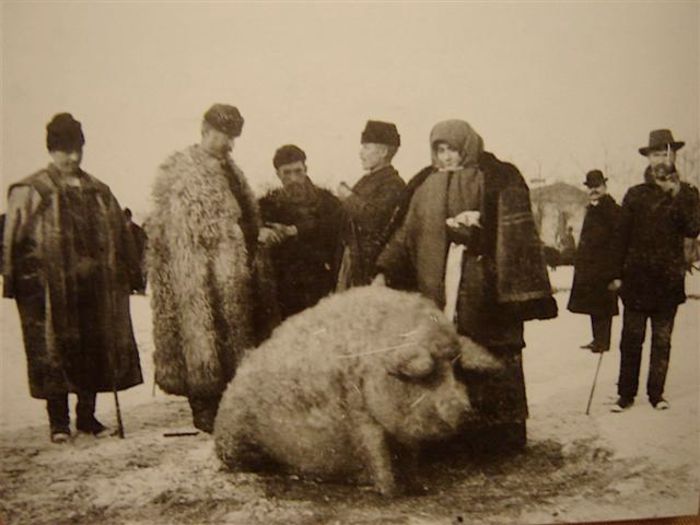 mangalica%202%20(Small)