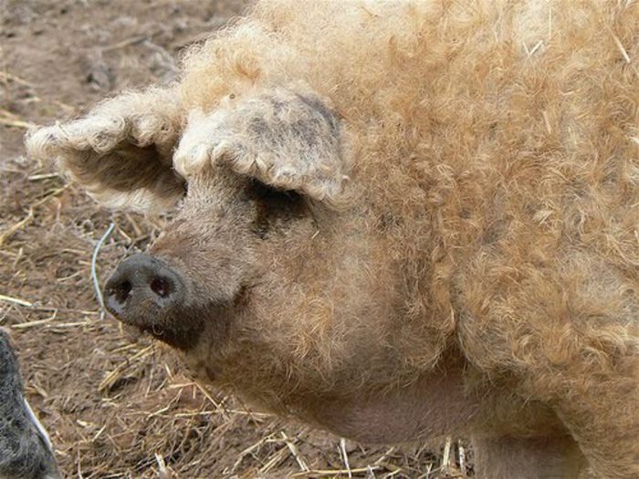 mangalica - Porci MANGALITA