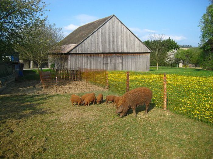 34_-2006325294 - Porci MANGALITA