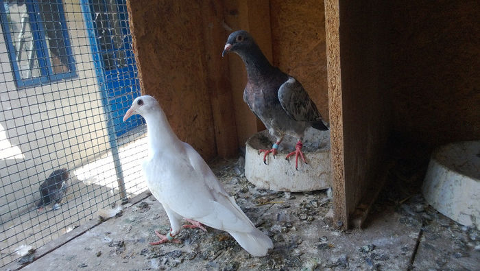 WP_20130922_006; wuyts comines din originali NATURAL
