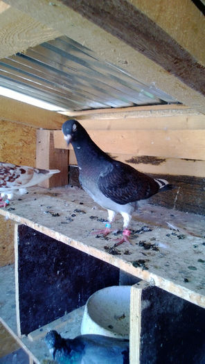 WP_20130915_003; DIN ORIGINALI NATURAL
