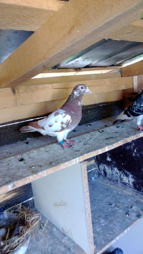 WP_20130915_008; JANSEN/MEULEMANS
