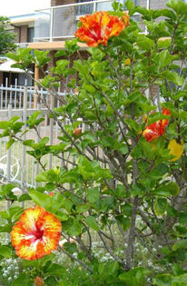 image_20546 - minuni ale naturii create de dumnezeu