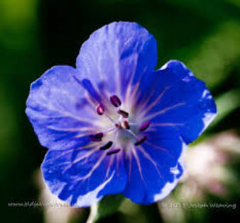 images (2) - minuni ale naturii create de dumnezeu