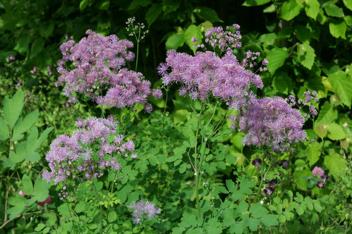 img_8917 - minuni ale naturii create de dumnezeu