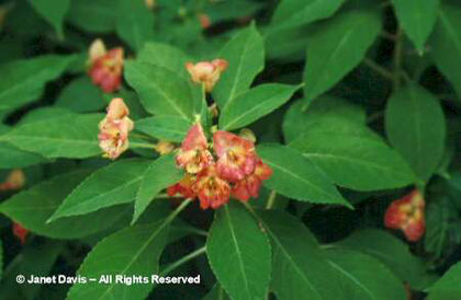 Impatiens%20 - minuni ale naturii create de dumnezeu