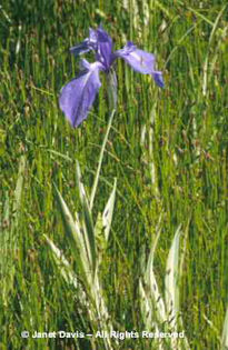 Iris%20laevigata%20 - minuni ale naturii create de dumnezeu