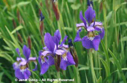 Iris%20sibirica%20 - minuni ale naturii create de dumnezeu