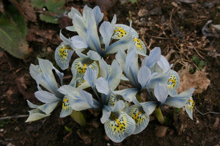 iris-reticulata2 - minuni ale naturii create de dumnezeu