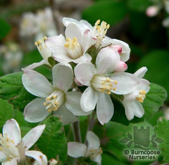 jamesia_americana_2379 - minuni ale naturii create de dumnezeu