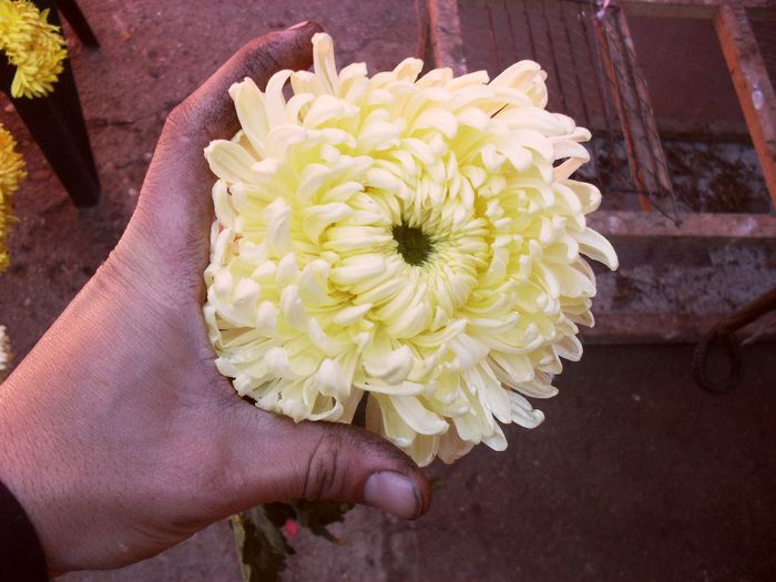 crem - crizanteme uriase oct 2013