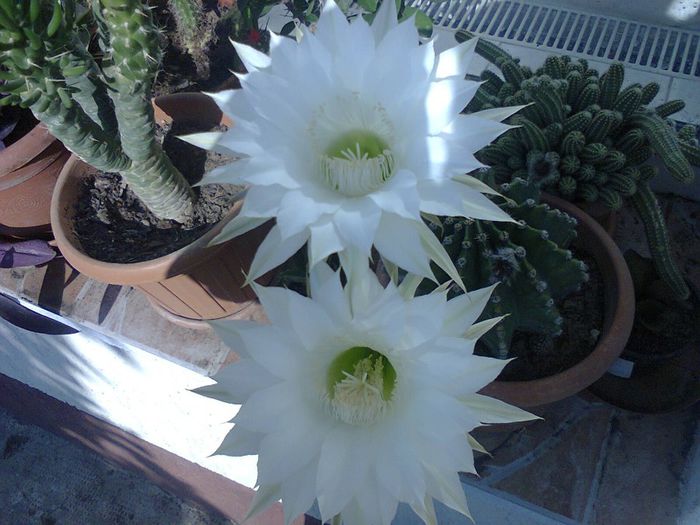 Fotografie1184 - CACTUSII MEI