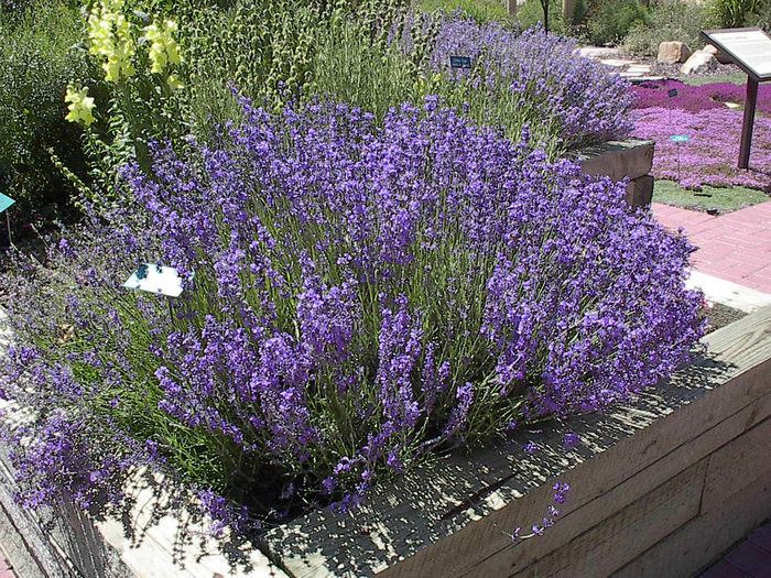 Lavender,_Lavandula_angustifolia_Jun_2003 - minuni ale naturii create de dumnezeu