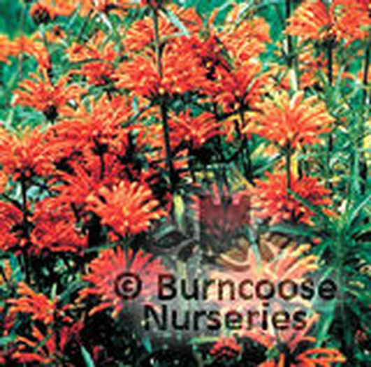 Leonotis_leonurus