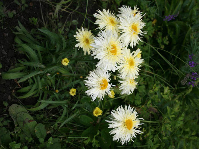 Leucanthemum%20x%20superbum%20 - minuni ale naturii create de dumnezeu