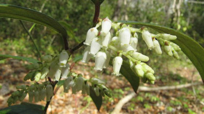 Leucothoe_axillaris_in_bloom_not_cropped_Wilmington,_2013,_April_14_009_web_resized