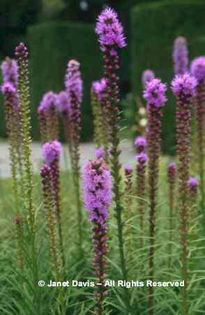 Liatris%20spicata%20 - minuni ale naturii create de dumnezeu