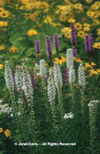 Liatris%20spicata%20 - minuni ale naturii create de dumnezeu