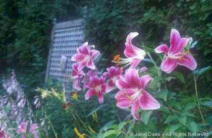 Lilium%20-%20Oriental%20Hybrid - minuni ale naturii create de dumnezeu