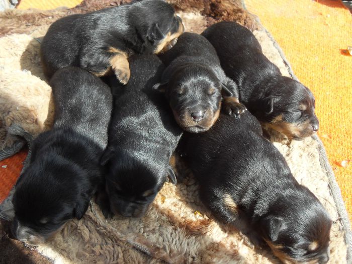 SDC17117 - CATEI ROTTWEILER DE VANZARE  NOIEMBRIE 2013 vanduti