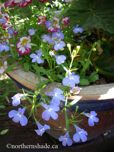 lobelia-erinus-regatta-sky-blue-trailing-flowers - minuni ale naturii create de dumnezeu 2
