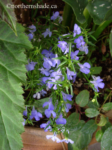 lobelia-erinus-riviera - minuni ale naturii create de dumnezeu 2