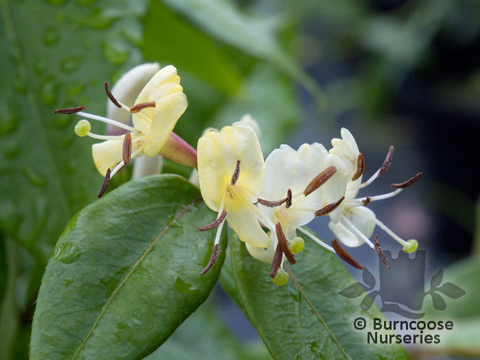 lonicera_copper_beauty_5338a