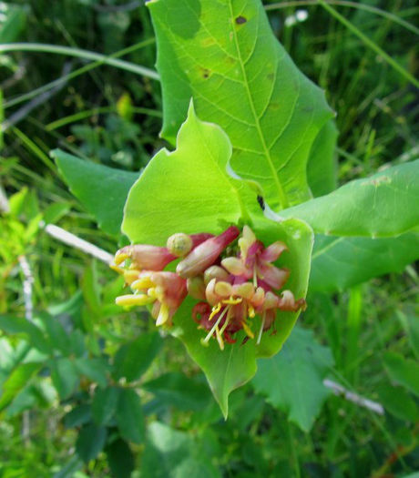 Lonicera_dioica_flowers_web_cropped_resized - minuni ale naturii create de dumnezeu 2