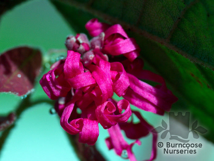 loropetalum_chinense_daybreak