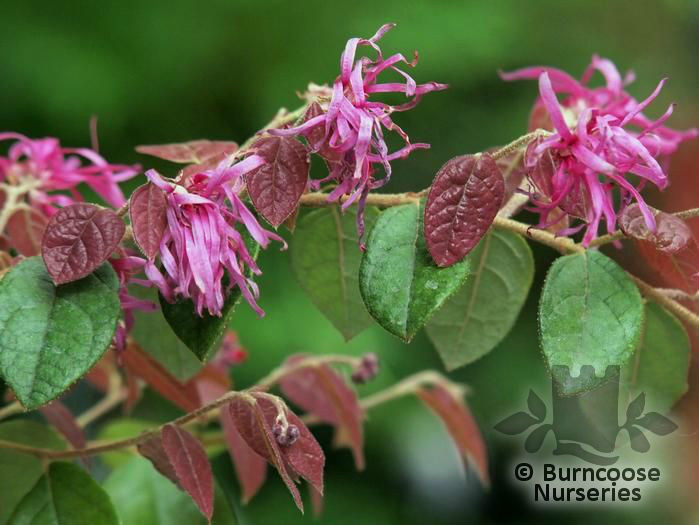 loropetalum_chinensis_rubrum_4799a