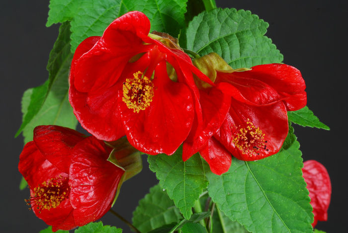 Lucky-Lantern-Abutilon-Red - minuni ale naturii create de dumnezeu 2