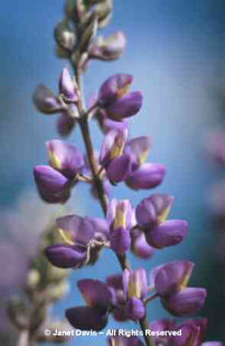 Lupinus%20albifrons