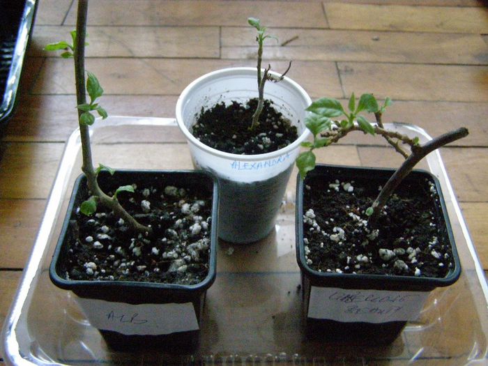 PA130027; Le-am dat jos pet-ul din cap
