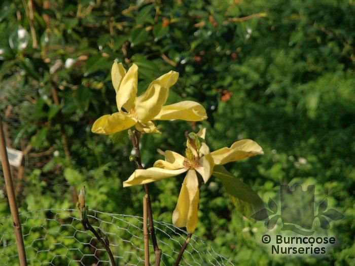 Magnolia_honey_liz_01_5405 - minuni ale naturii create de dumnezeu 2