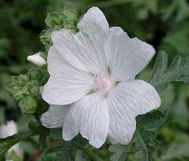 Malva%20moschata%20alba - minuni ale naturii create de dumnezeu 2