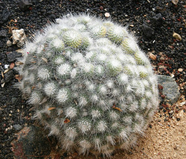 mammillaria-geminispina - minuni ale naturii create de dumnezeu 2