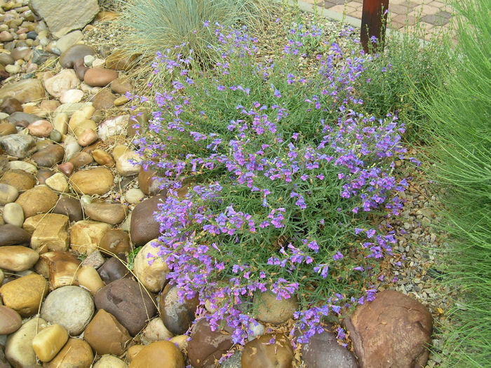 Margarita_BOP_Penstemon,_Penstemon_x_heterophyllus_-_Spring