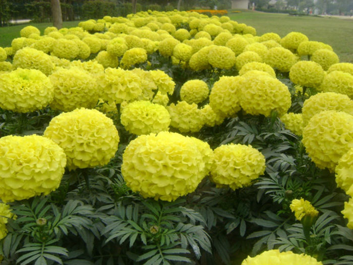 marigold-flowers-lahore - minuni ale naturii create de dumnezeu 2