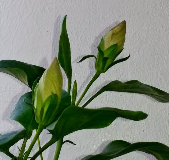  - Plante diverse
