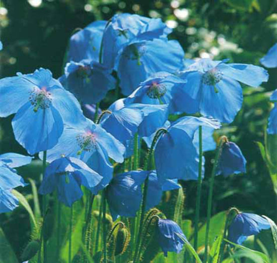 Meconopsis%20betonicifolia - minuni ale naturii create de dumnezeu 2