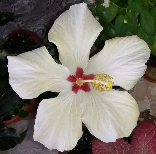 Cairo White - Plante diverse