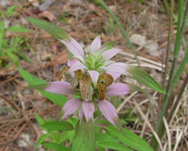 Monarda_Punctata_flower_web_resized